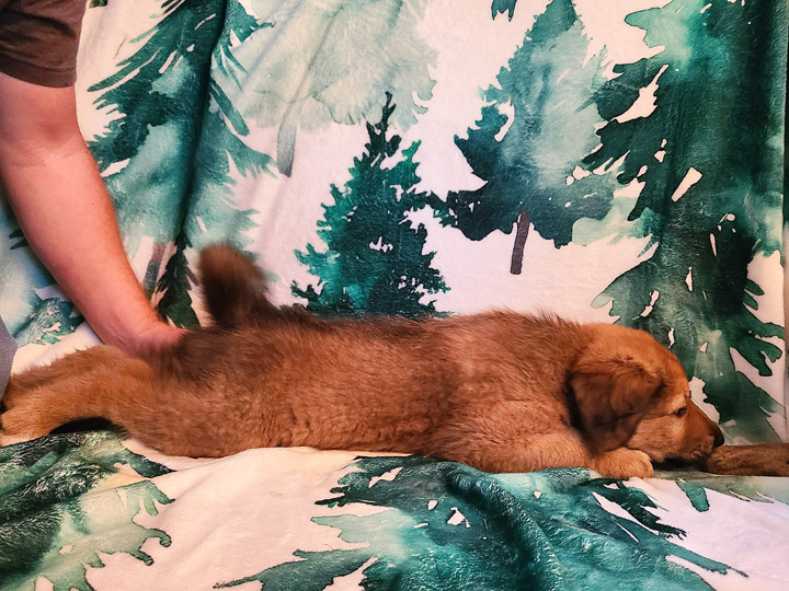 chinook puppy